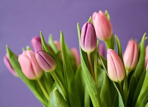 Tulpen bestellen online